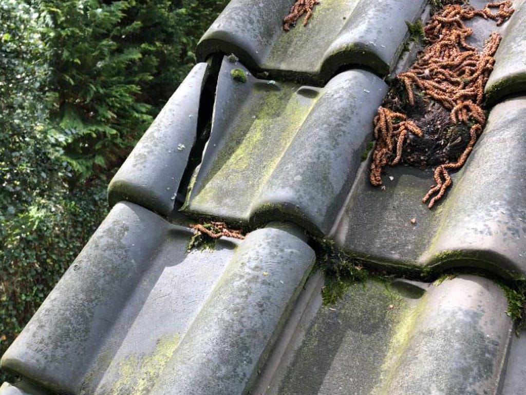 een hellend dak waarbij onderhoud aan het dak nodig is. In dit geval ter vervanging van dakpannen.